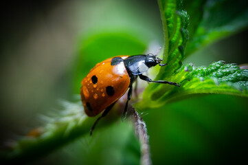Lady Bug Getting Wet Macro Photography