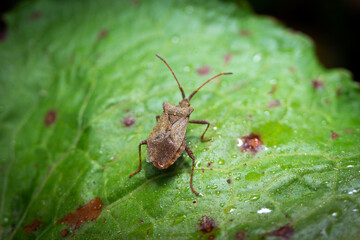 Shield bug Wet macro photography