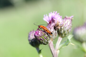orange beetle on thistle