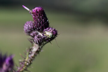 bug on thistle