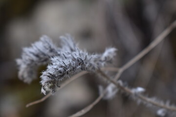 The soft element of our nature the fluffy seeds of the plants in Sapporo Japan