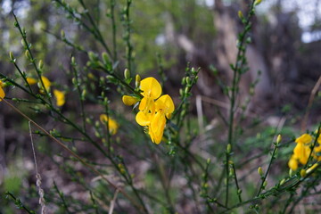 Wild Yellow Flowers Among The Green. Gorse or Ulex is a genus of flowering plants in the family Fabaceae. 