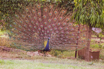 Obraz premium peacock with feathers in the park