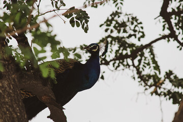 close up of peacock on a tree