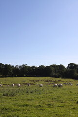 Fototapeta na wymiar flock of sheep in the field with blue sky