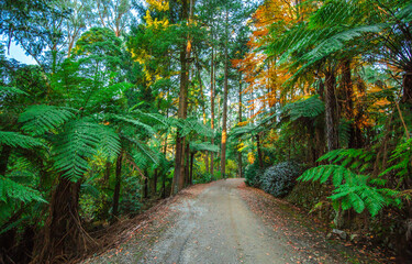 Fototapeta premium path in the forest