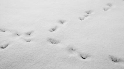 Traces of an animal in the snow, abstract nature.