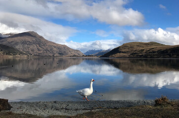 A lonely duck at Lake Wakatipu, New Zealand.