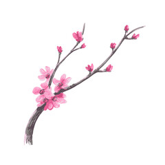 Watercolor Sakura Blossom - Japanese Cherry Tree. Artistic Branch Plum Blossom.
