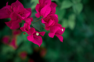  Pink bougainvillea floral background