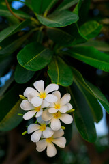 Obraz na płótnie Canvas White fragipani flowers on the tree. Plumeria tropical flower background.
