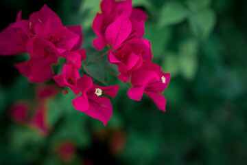  Pink bougainvillea floral background