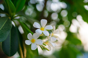 Fototapeta na wymiar white frangipani flowers in garden. Plumeria flowers. 