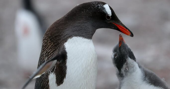 CU Gentoo penguin (Pygoscelis papua) feeding chick at Neko Harbor, Antarctic Peninsula, Antarctica