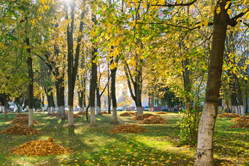 A loose pile of fallen autumn leaves is on a grass lawn in a city park