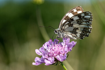 Farfalle, Galathea
