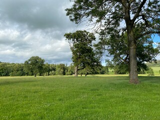 Old trees in a vast meadow, with wild flowers in, Eshton, Gargrave, Skipton, UK