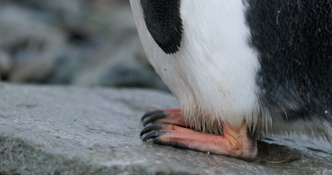 CU Feet of Gentoo Penguin (Pygoscelis papua) chick standing on rock / Cuverville Island, Antarctica