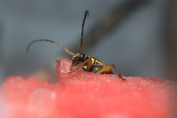 ヨツスジカミキリムシと西瓜