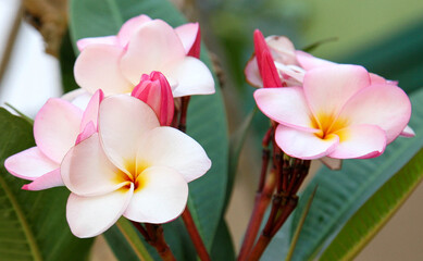 White and pink tropical plumeria frangipani spa flowers blooming on a tree