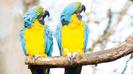 blue and yellow macaw ara © Daniel