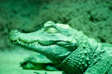 close up of an alligator