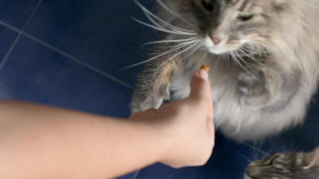 CU HA Woman giving snacks to cats / Portugal