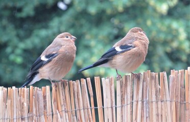 Dompfaff Nachwuchs Zwillinge 