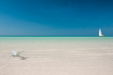 Panoramic image of the transparent and bright sea with a sailboat and a heron in flight. In the...