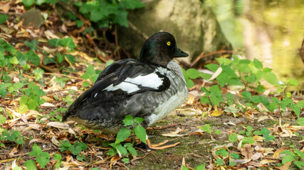 Close-up of a tufted duck in the forest