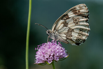 Farfalle, Galathea