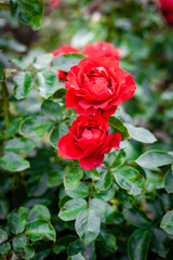 garden roses close-up on a Bush.