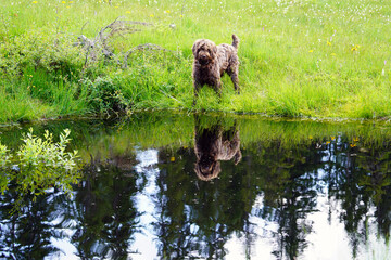 a dog, pudelpointer, is standing by a pond with reflection spruces on the water