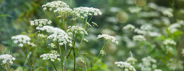 Wild grasses landscape background.