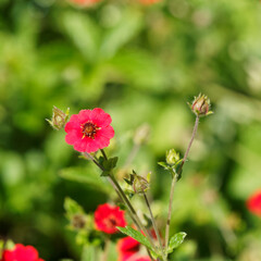 Potentilla atrosanguinea oder Fingerkraut 'Gibson's Scarlet' zahlreiche kleine Blumen, attraktiv und leuchtend im tiefgrünen Laub