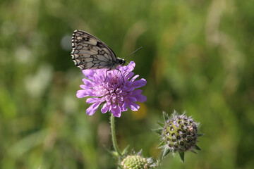 Melanargia galathea - A marbled white butterfly nectaring on a scabious flower