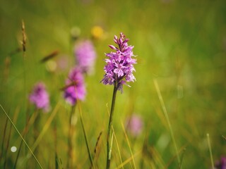 Dactylorhiza fuchsii a colorful wild flower in summer on the mountains
