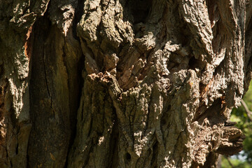 Abstraction from a tree