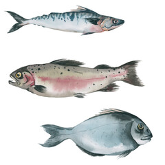 Watercolor fish. Food illustration without background. Trout, salmon, dorado, mackerel isolated on white background