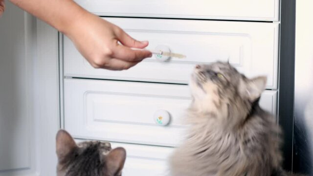 MS Woman giving medicine to long haired cat / Portugal