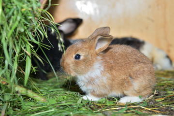 Small domestic rabbits eating grass in the nest 