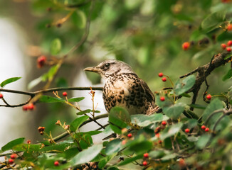 Fieldfare on branch