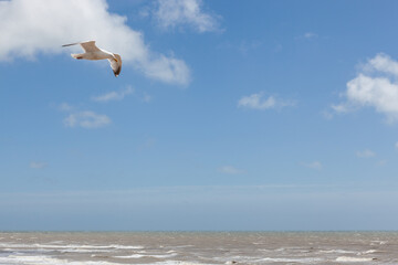 seagull flying over the sea