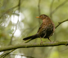 brown robin on a branch