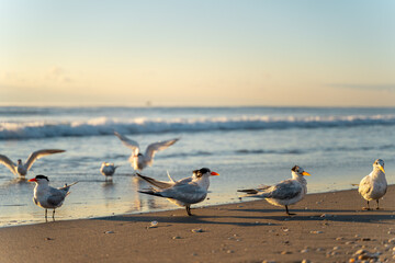 seagulls on the beach