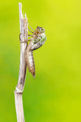 Nacimiento de adulto de  Libélula, Anax imperator, fotografía 1 de 9.