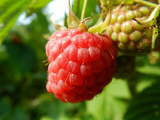 raspberry on a branch