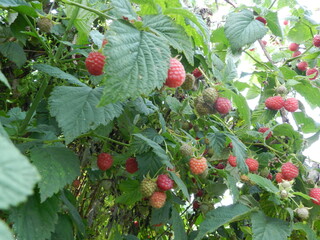 wild strawberry bush