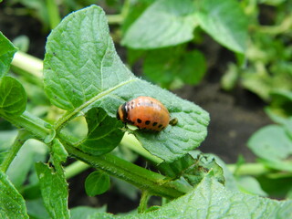 ladybug on a leaf