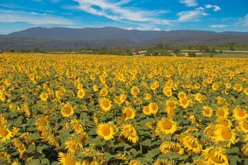 Obraz premium Słoneczniki w Alzacji